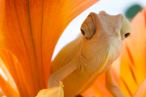 Cool picture of a cameleon.